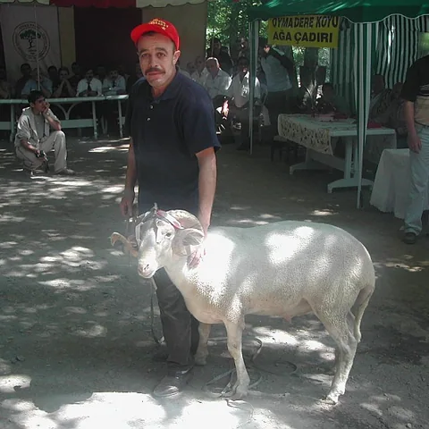 2003 Piknik — fotoğraf 21