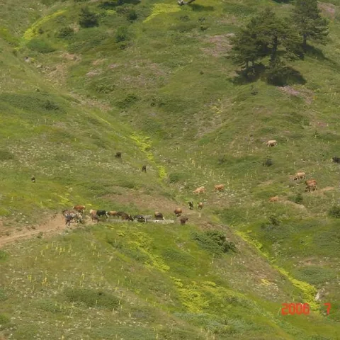 2006 Köy ve Yayla Fotoğrafları — fotoğraf 21