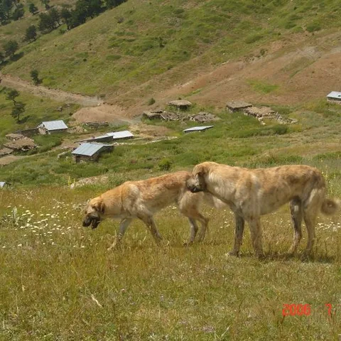 2006 Köy ve Yayla Fotoğrafları — fotoğraf 22