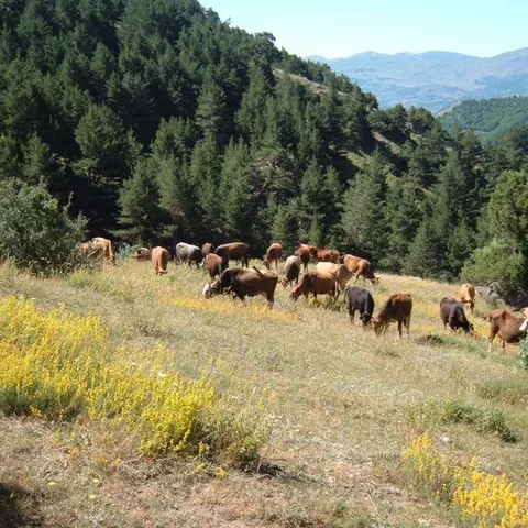 2007 Köy ve Yayla — fotoğraf 28
