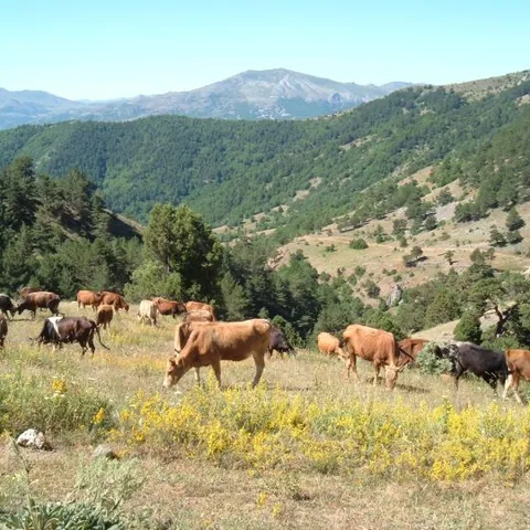 2007 Köy ve Yayla — fotoğraf 29