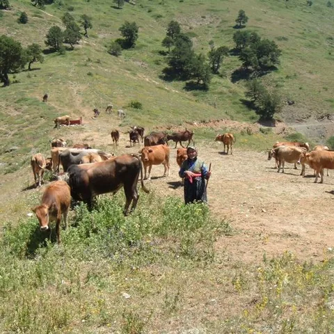 2007 Köy ve Yayla — fotoğraf 35