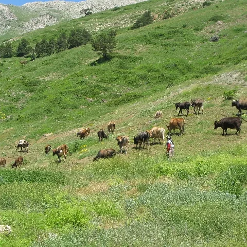 2009 Köy ve Yayla — fotoğraf 4