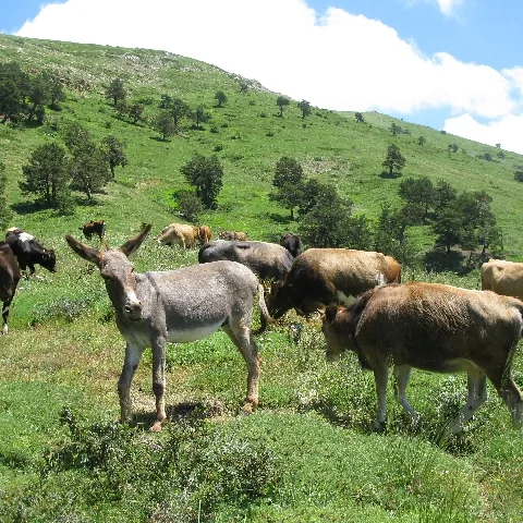 2009 Köy ve Yayla — fotoğraf 8