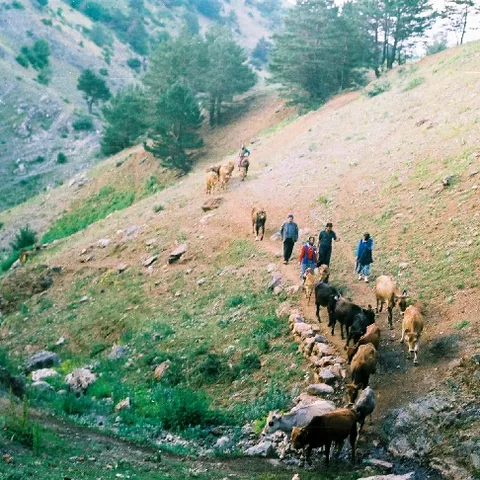 Yayla Göçü — fotoğraf 3